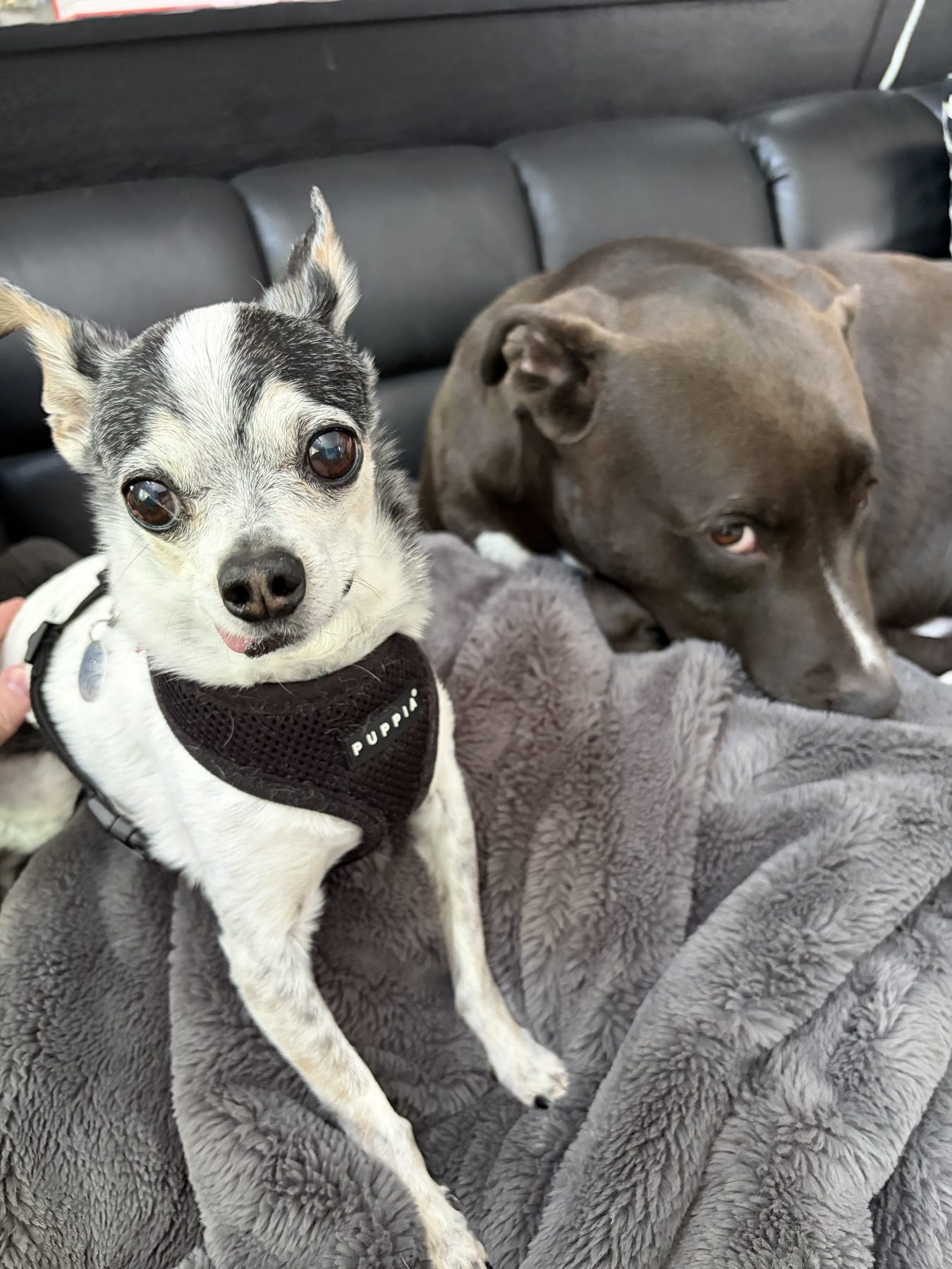 Jeff’s two dogs relaxing together